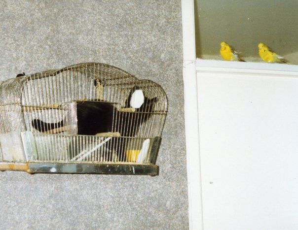 Lanson as a kitten