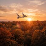 White Doves Group